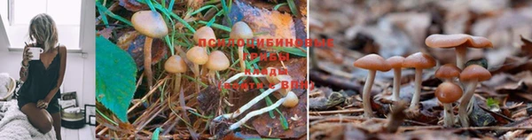 ECSTASY Белокуриха